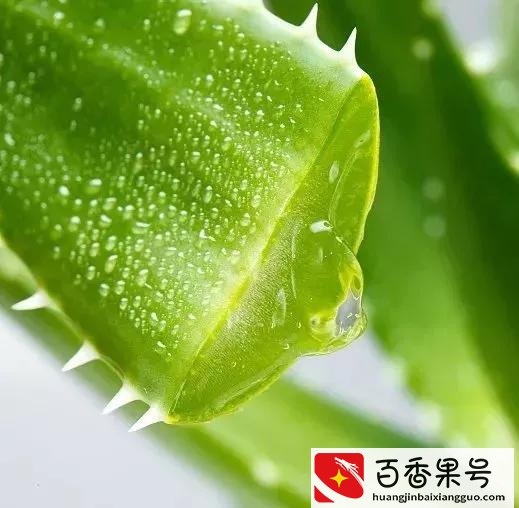 芦荟胶竟然还能这样用，真的是太神奇了