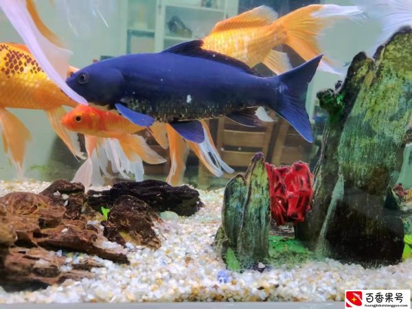 清明节，我们把家里养的鱼放生了