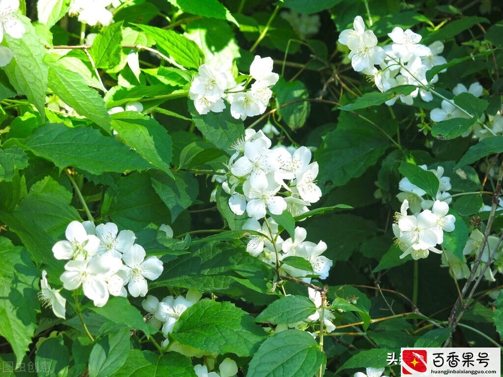52种野菜大图片，教你认识不同的野菜和吃法，你想要的野菜这里有