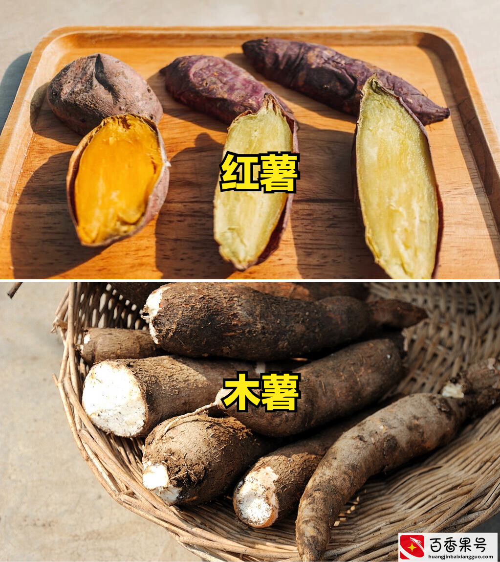 “木薯有毒”，是真的吗？木薯和红薯有啥区别？弄明白后心有底