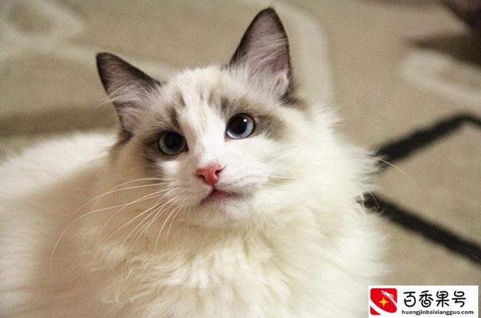 “猫中贵族”布偶猫，多少钱一只？