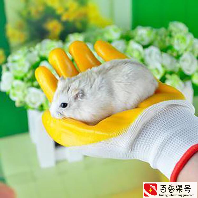 仓鼠上手教程，如何让你的仓鼠熟悉你