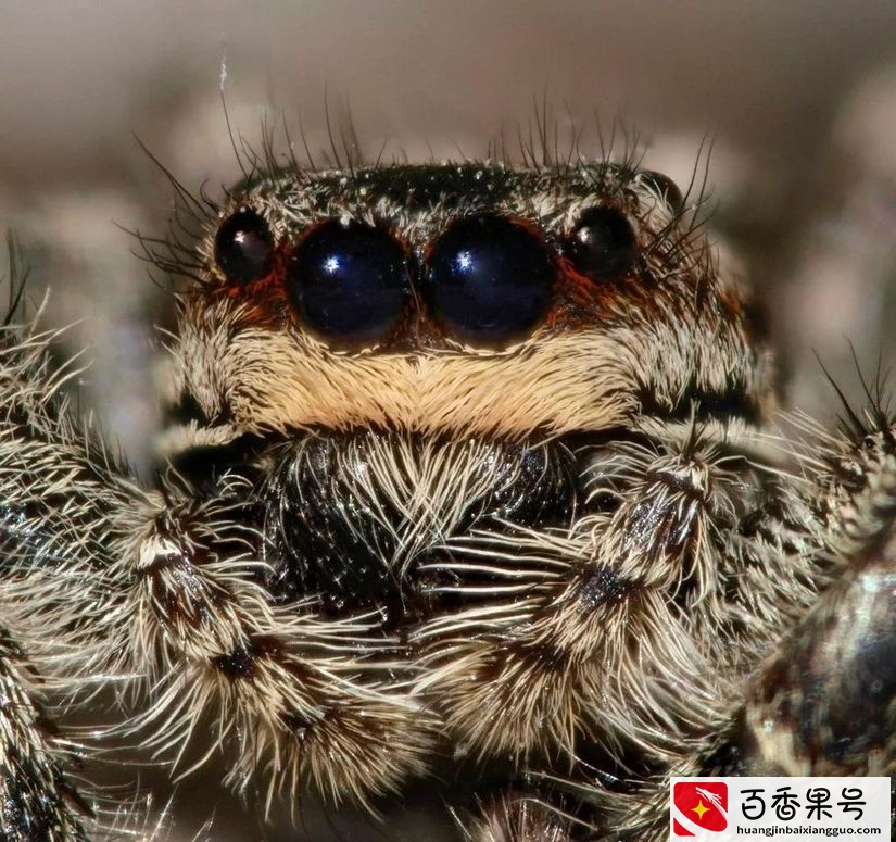5种能在珠穆朗玛峰极端环境下生存的神奇动物