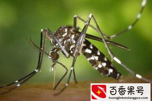 世界上最毒的蚊子咬人会死亡，毒蚊子咬了怎么消肿止痒，简单三招