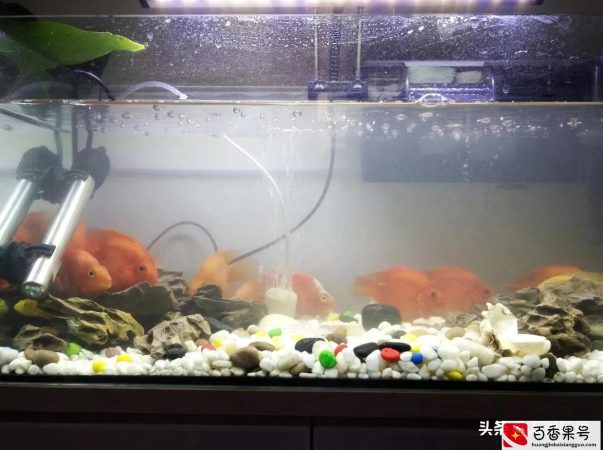 鱼缸浑浊别在换水了，告诉你一个简单的方法，让水干净透亮不浑浊