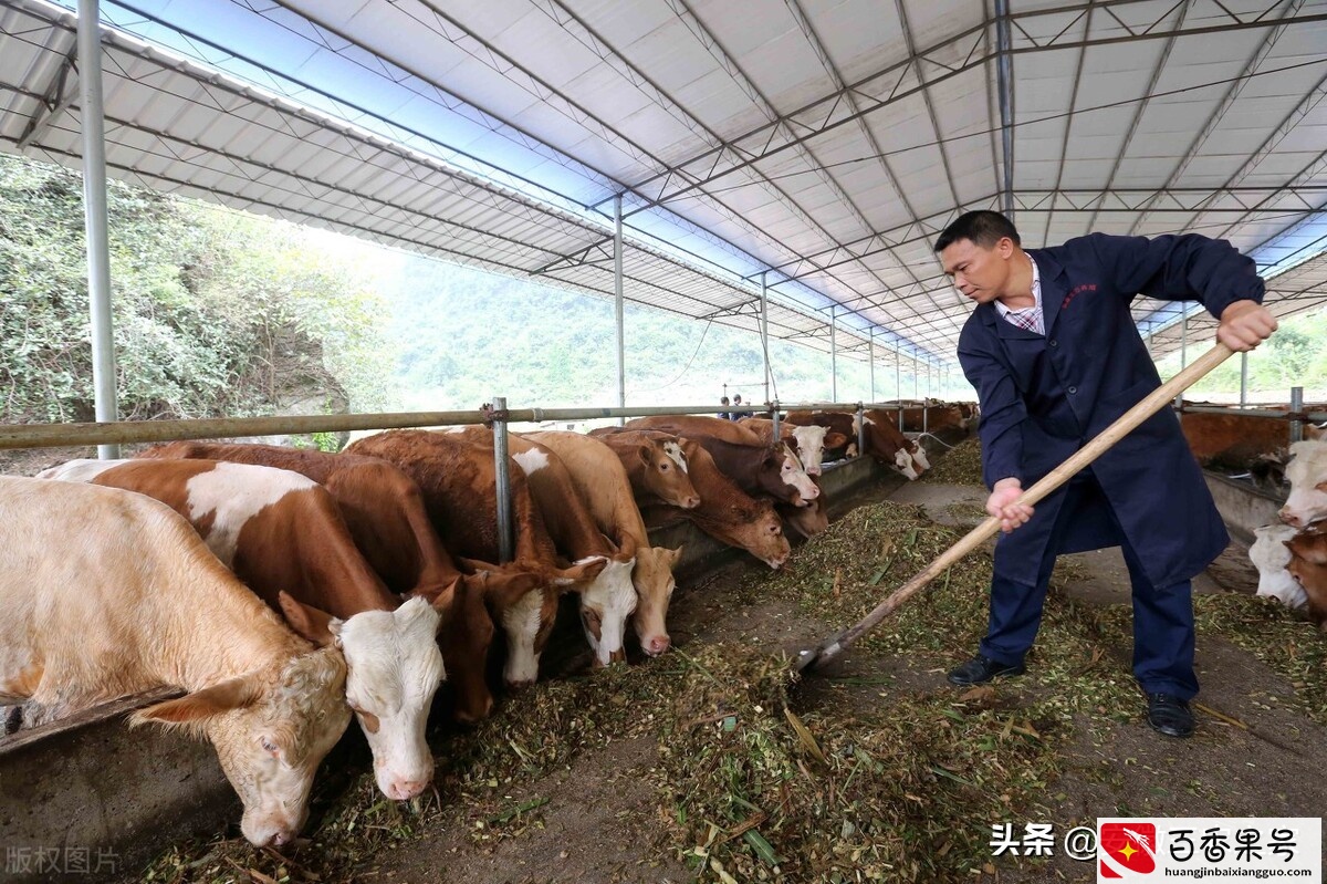 养10头牛一年能挣多少钱？多年的养殖经验，告诉你真实的答案