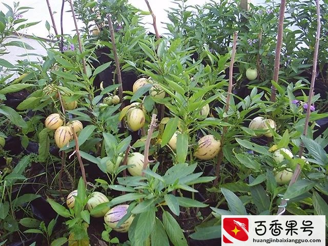人参果的营养有多丰富？你可能高估了这种水果的实力