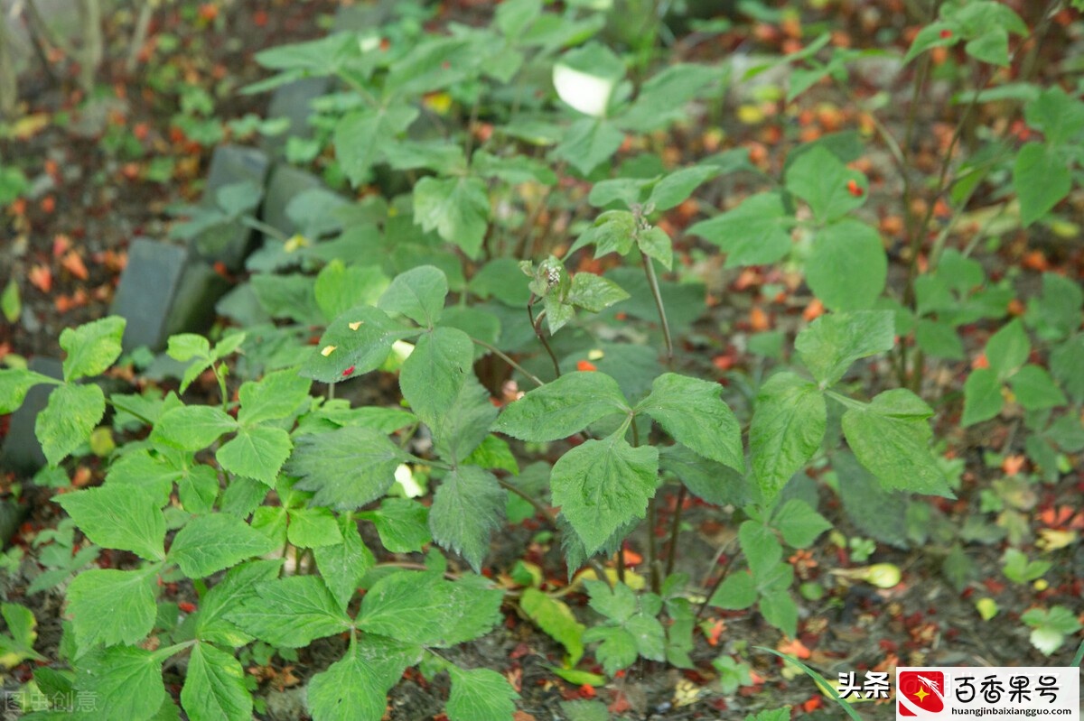 52种野菜大图片，教你认识不同的野菜和吃法，你想要的野菜这里有