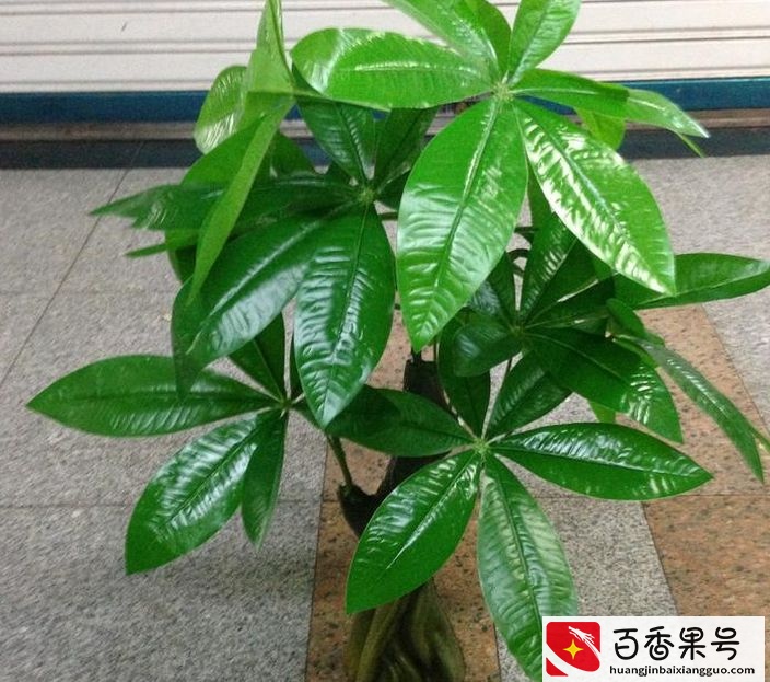 叶子都掉光了，发财树还能继续活，2个“小技巧”帮你养！