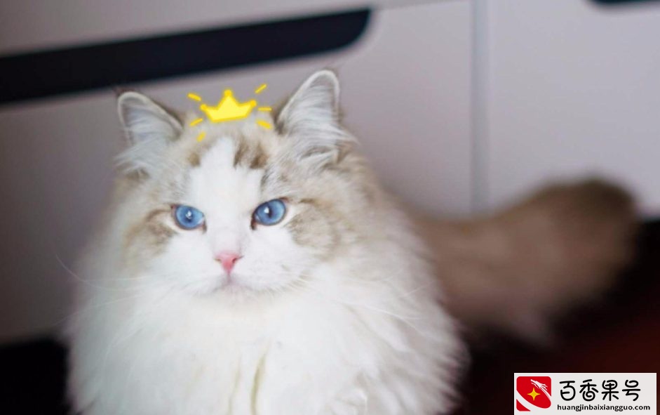 “猫中贵族”布偶猫，多少钱一只？