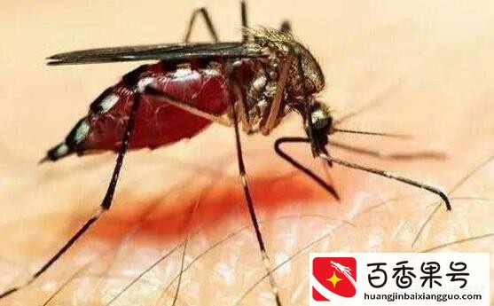 世界上最毒的蚊子咬人会死亡，毒蚊子咬了怎么消肿止痒，简单三招