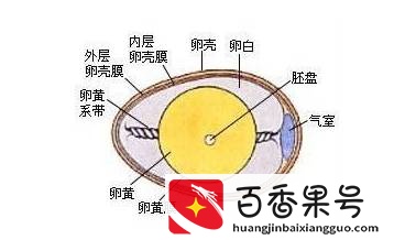 1分钟溏心蛋、3分钟半熟蛋、5分钟全熟蛋，鸡蛋到底煮多久合适？