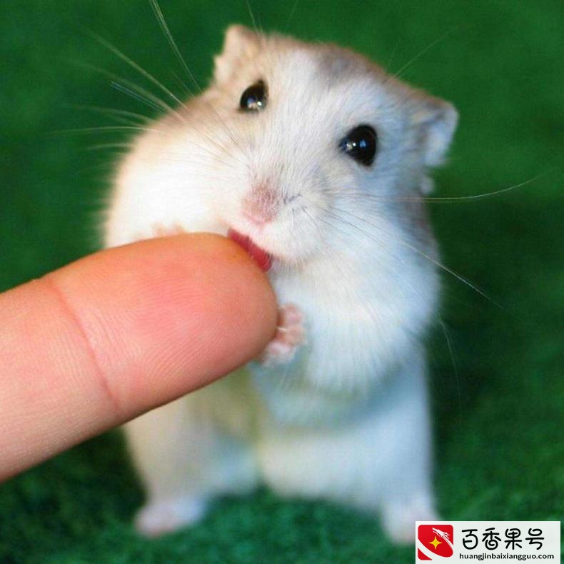 仓鼠上手教程，如何让你的仓鼠熟悉你