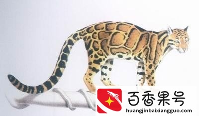 盘点近代灭绝的30种动物