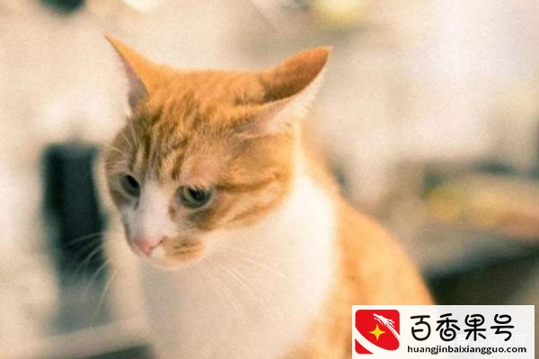 猫的寿命最长能活多少年