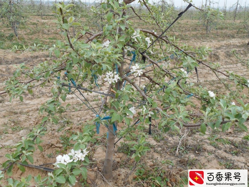 苹果树什么时候开花？苹果树开花时间及花后病虫害防治
