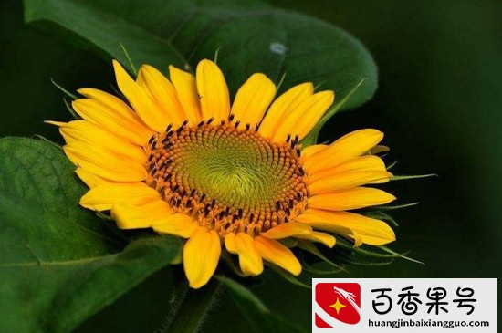 24小时开放的花有吗？考拉园艺网带你了解24小时分别开放的花