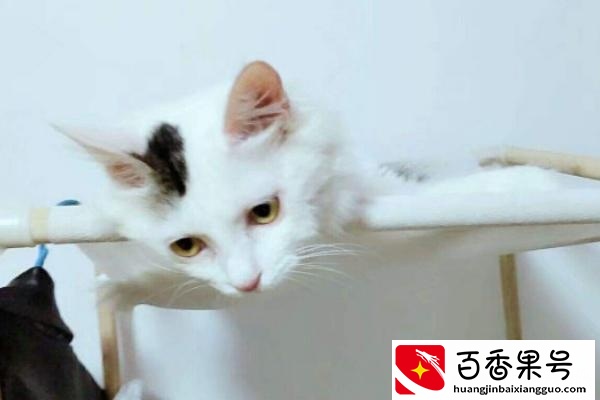 猫的寿命最长能活多少年