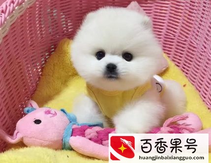 5万一只的茶杯犬，原来是这么来的，看完不会再买了