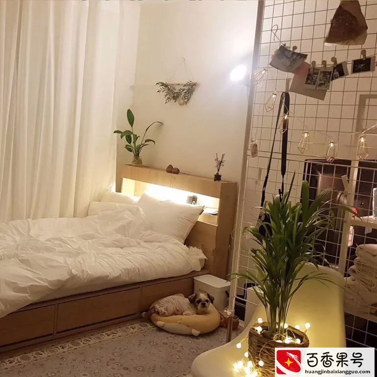 6种“健康花”，卧室一放，废气吸光，不失眠，睡觉香