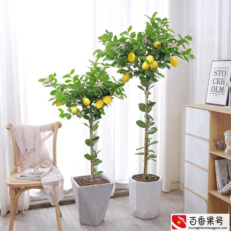 6种“健康花”，卧室一放，废气吸光，不失眠，睡觉香