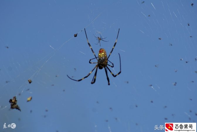 什么样的蜘蛛是喜蜘蛛？喜蜘蛛报喜准吗？不小心杀死了怎么办？