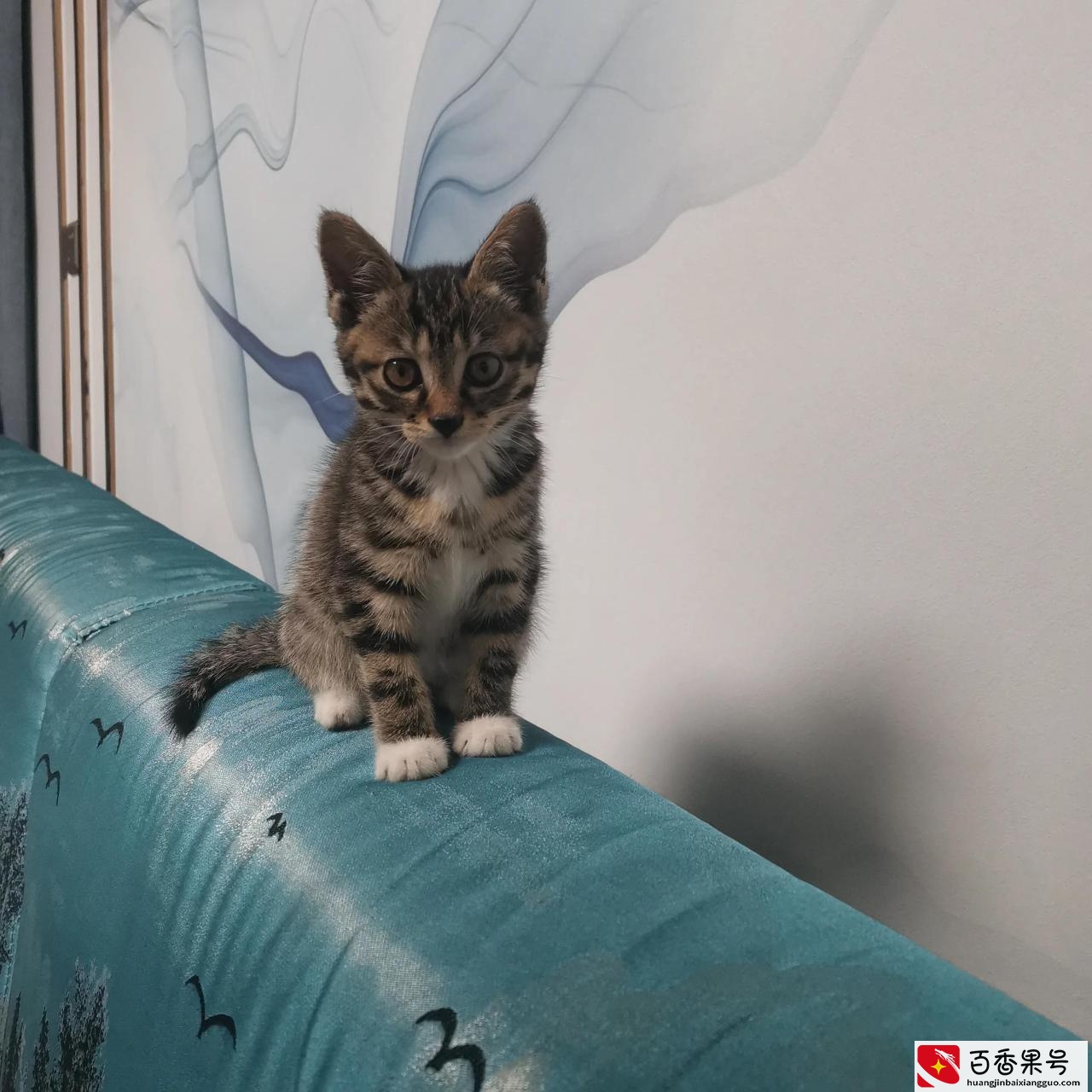 明天要不要给孩子打狂犬疫苗
