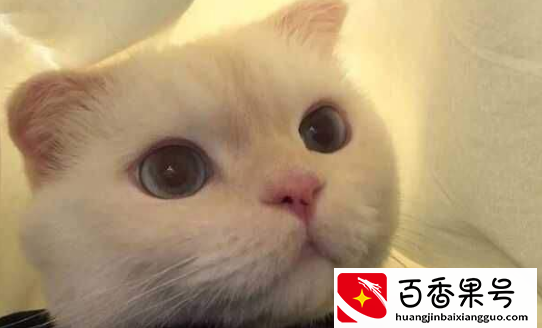 男生什么情况会换头像，头像是猫的男生是渣男吗