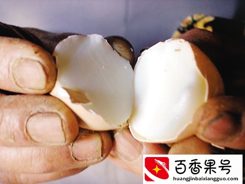 鸡蛋无黄是怎么回事？无黄蛋的产生原因