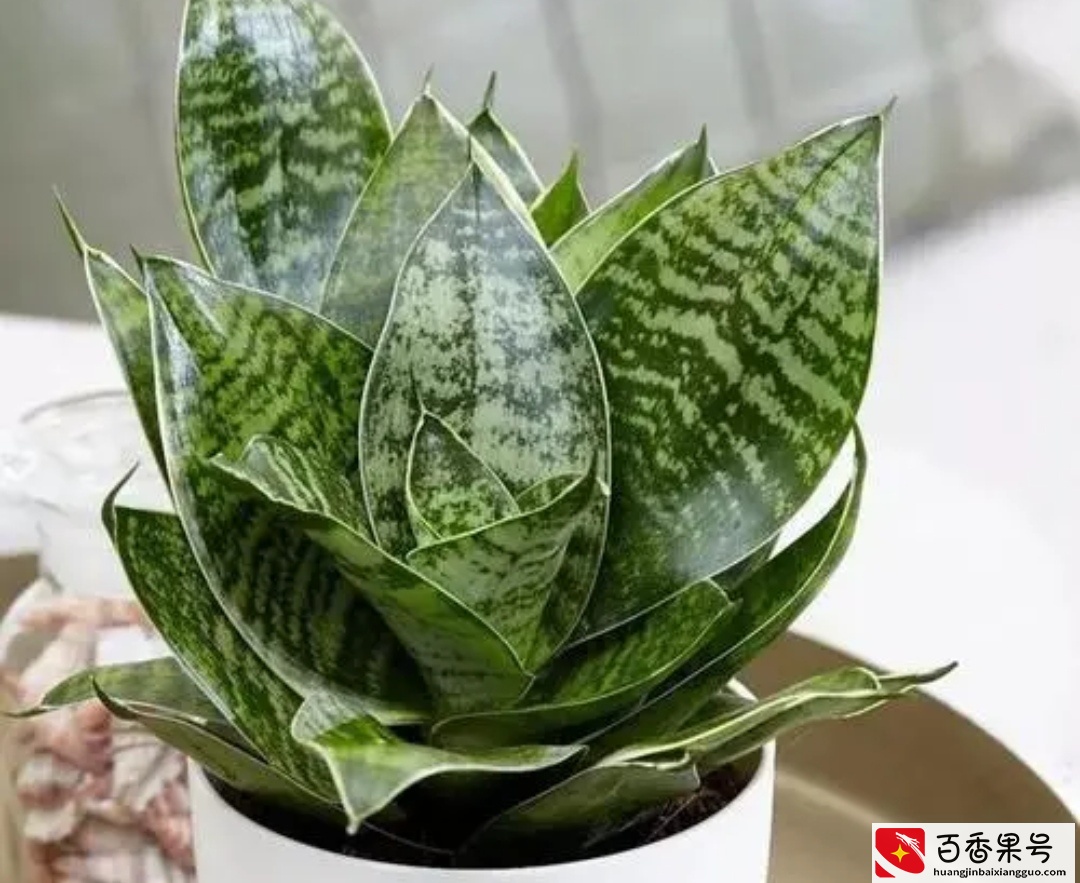 5种植物夜间释放氧气，净化空气环境，卧室也能养