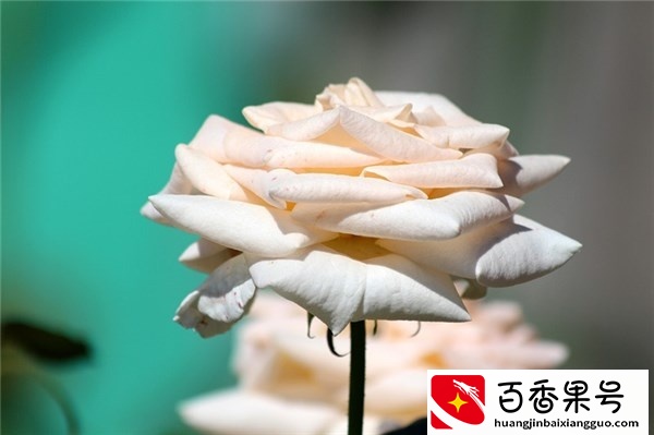 令人瞩目的36句说说：短句太漂亮，有喜欢的就复制粘贴走吧！