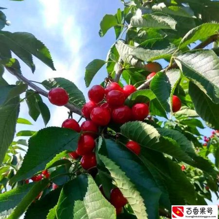 爱吃大樱桃的人要留意了，车厘子和樱桃到底有何区别？看后涨知识