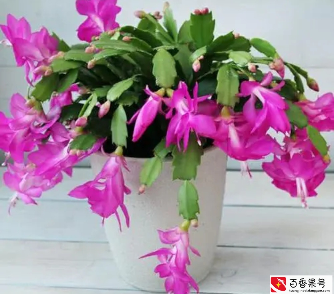 5种植物夜间释放氧气，净化空气环境，卧室也能养