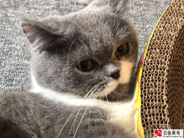 猫主动靠近人征兆好吗