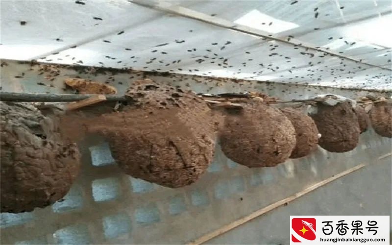 在农村，搞这几种养殖很有“钱途”