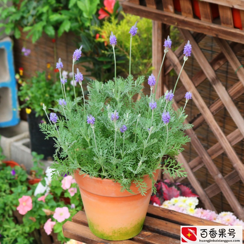 6种“健康花”，卧室一放，废气吸光，不失眠，睡觉香