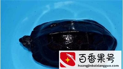 作为风水龟的一种，墨龟该如何挑选？