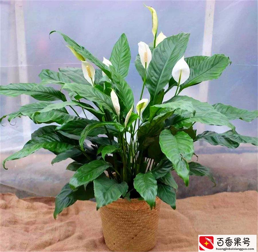 6种“健康花”，卧室一放，废气吸光，不失眠，睡觉香