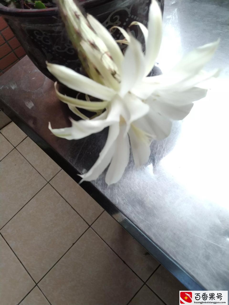 你们见过仙人球开花吗？