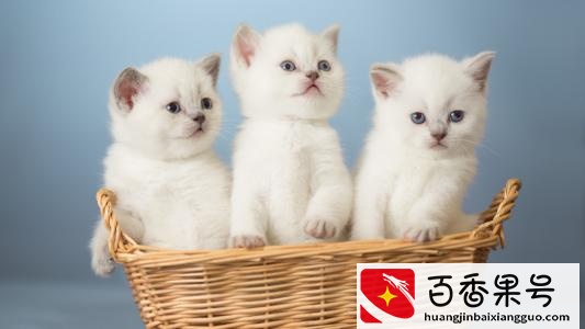 为什么民间传说流浪猫光顾家里不吉利？