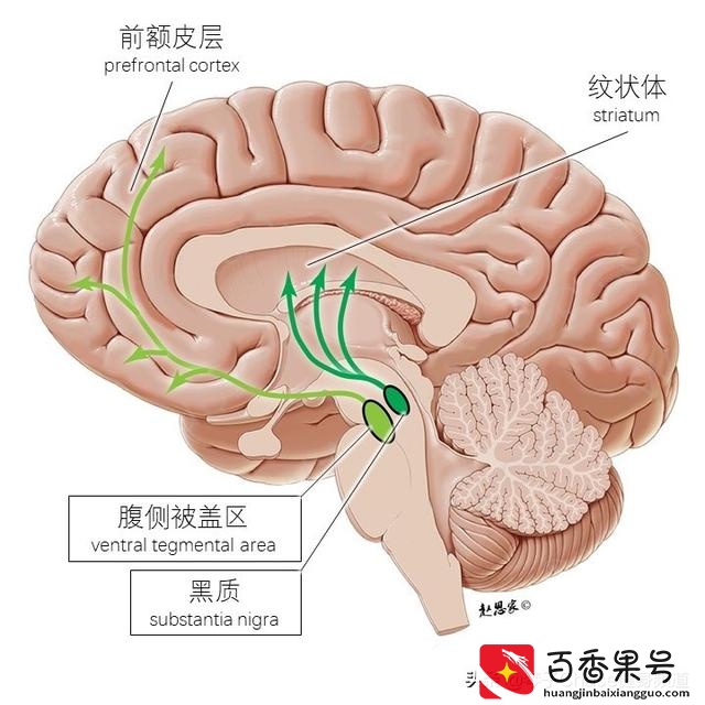 运动产生多巴胺还是内啡肽