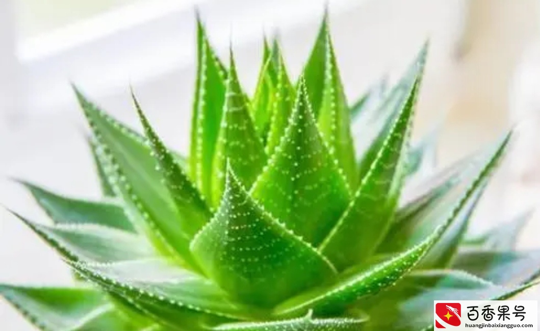 5种植物夜间释放氧气，净化空气环境，卧室也能养