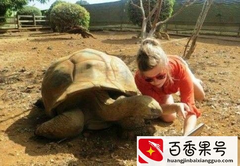 为什么喜欢拿乌龟来放生，你所不知道的冷知识！