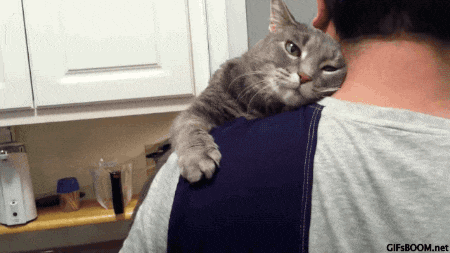 养猫的男生不是宅男就是gay?