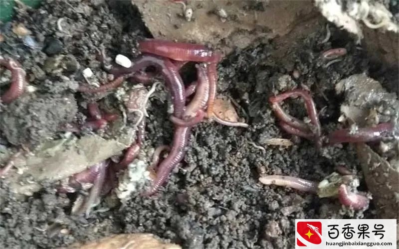 在农村，搞这几种养殖很有“钱途”