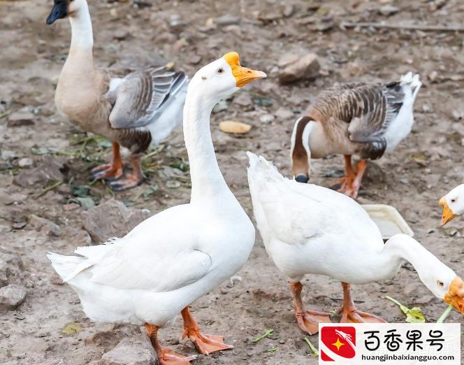 5-6万投资养殖，养什么有“钱”景？这几种选择，好养又不愁销路