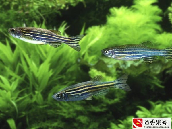 物种百科：斑马鱼