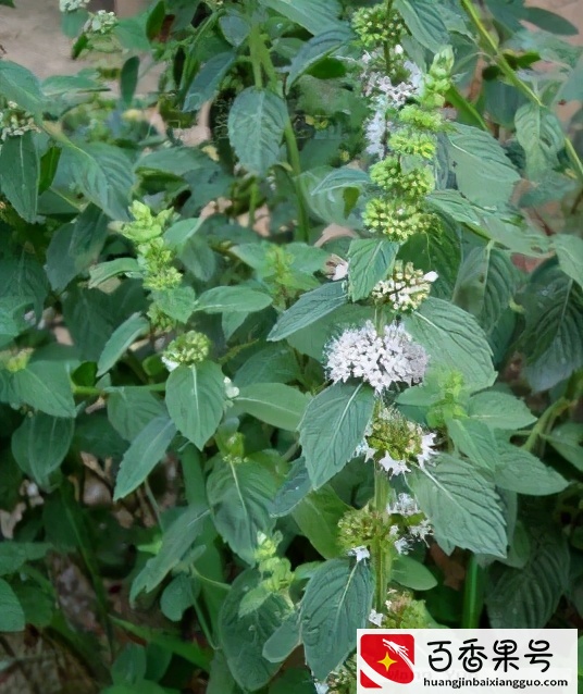 驱蚊草真可以驱蚊吗？