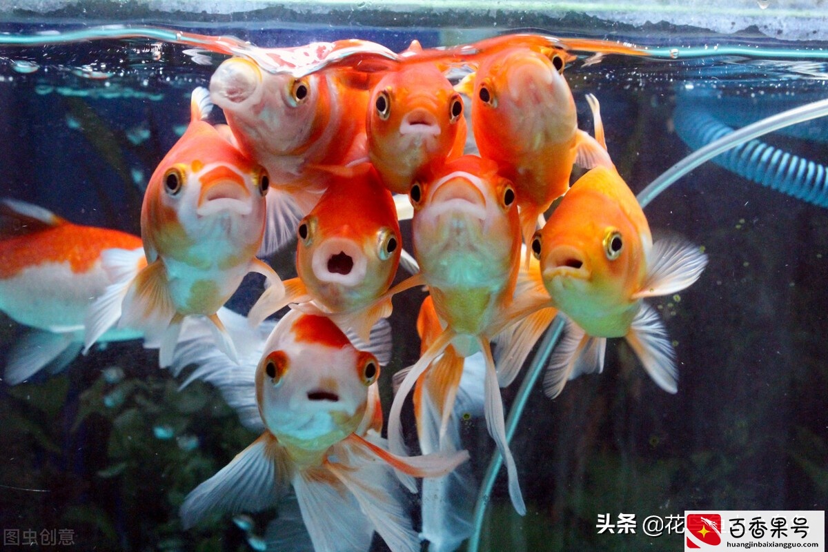 鱼缸里的水变浑浊怎么办？怎么变清