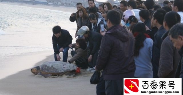 为什么喜欢拿乌龟来放生，你所不知道的冷知识！